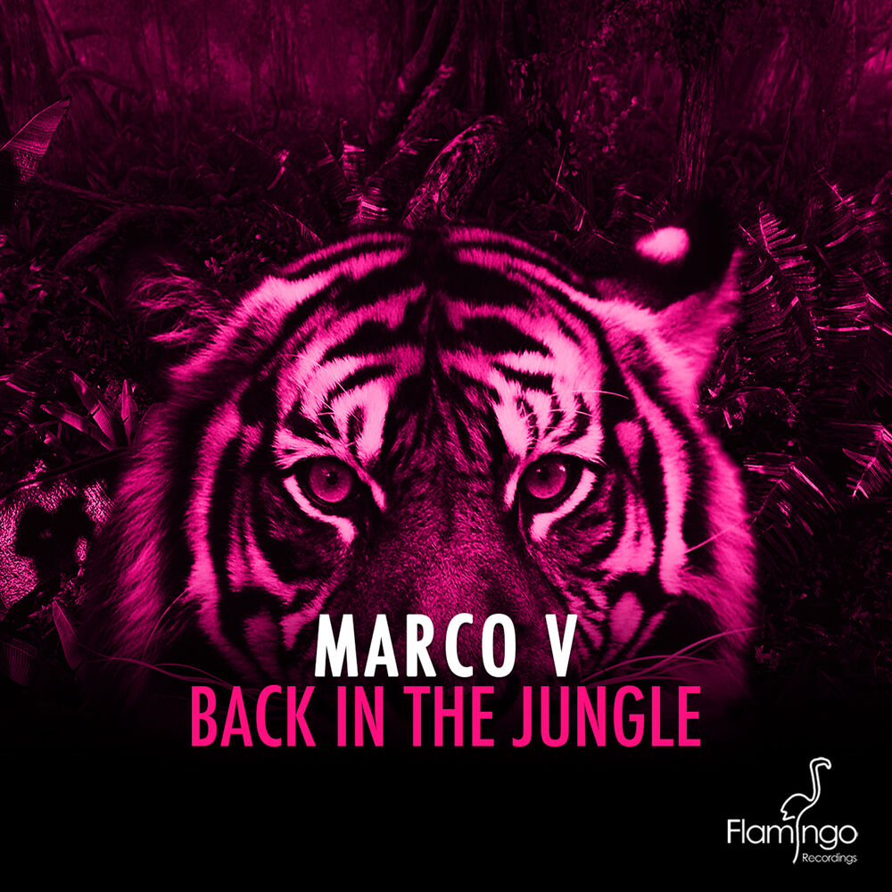 In the jungle текст. Jungle back. Back to the Jungle. Flamingo recordings. Flamingo recordings 2014.