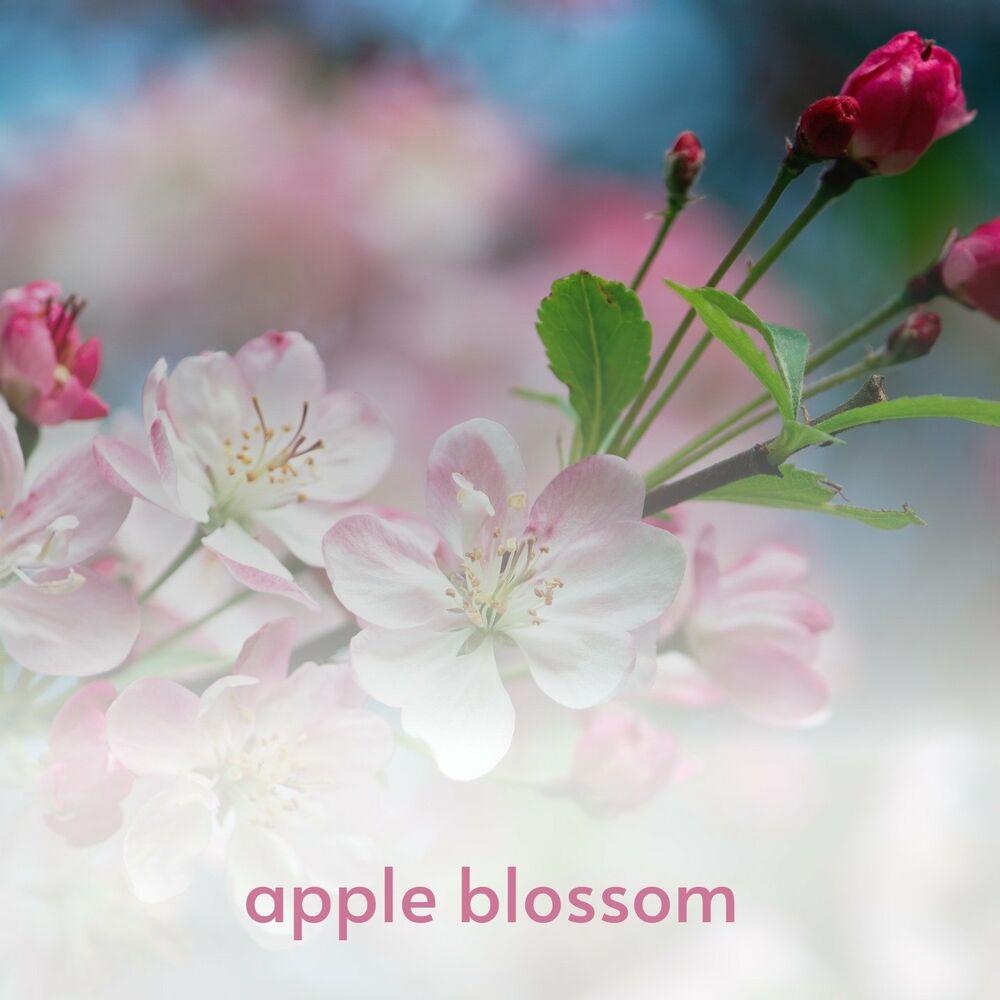 Blossoms тексты. Remix Blossom.