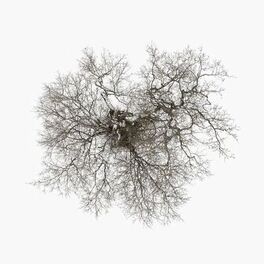 Album cover of Tree