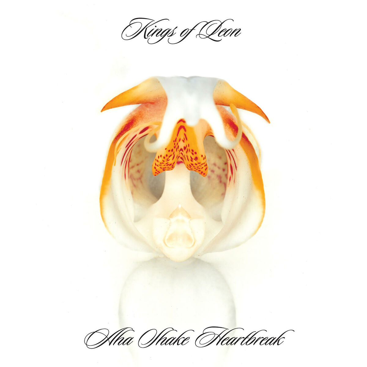 Kings of Leon: альбомы, песни, плейлисты | Слушайте на Deezer