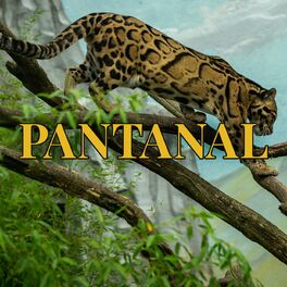 Album cover of Pantanal