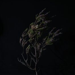Album cover of Beitilyng