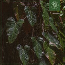 Album cover of Philodéndron