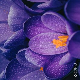 Album cover of Samidare