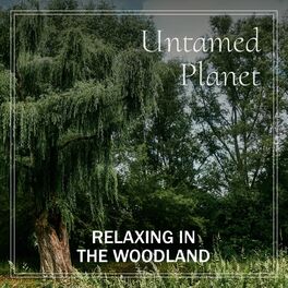 Album cover of Relaxing in the Woodland