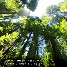 Album cover of Watchin' the Big Trees Grow
