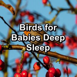 Album cover of Birds for Babies Deep Sleep