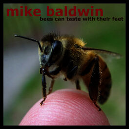 Album cover of Bees Can Taste With Their Feet