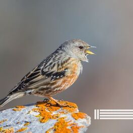 Album cover of Radio Des Oiseaux