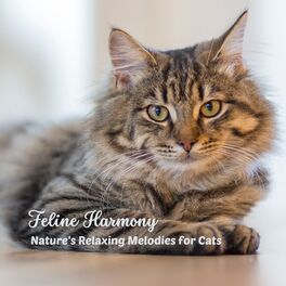 Album cover of Feline Harmony: Nature's Relaxing Melodies for Cats