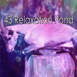 Album cover of 43 Relaxation Pond