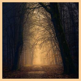 Album cover of Light in the Dark Forest