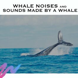 Album cover of Whale Noises and Sounds Made By a Whale