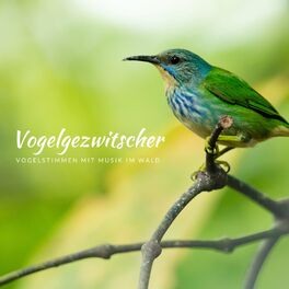 Album cover of Vogelgezwitscher – Vogelstimmen mit Musik im Wald