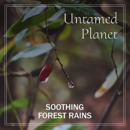 Album cover of Soothing Forest Rains