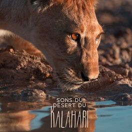 Album cover of Sons du désert du Kalahari: Thérapie tranquille Sud-Africaine, Du Botswana aux régions indigènes de la Namibie, Thérapie par le so