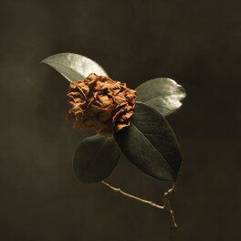 Album cover of Young Sick Camellia