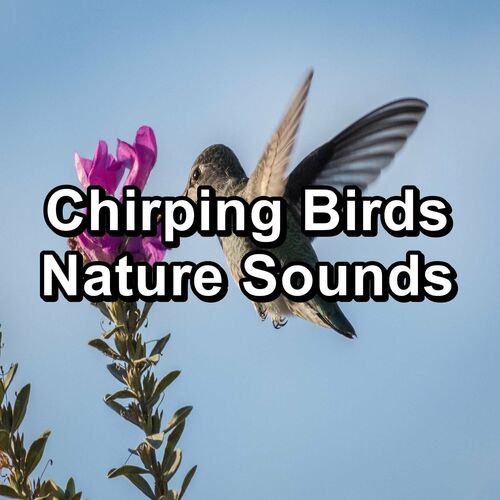 Yoga by the Waters: Ambient Bird Song and Tranquil Chill Sound