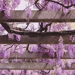 Album cover of Cherry Blossoms