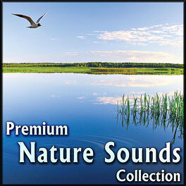 Album cover of Premium Nature Sounds Collection: Sounds of Nature for Sleeping & Relaxing