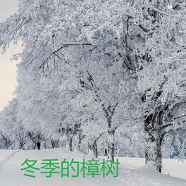 Album cover of 冬季的樟树