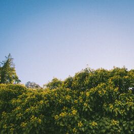 Album cover of blumen