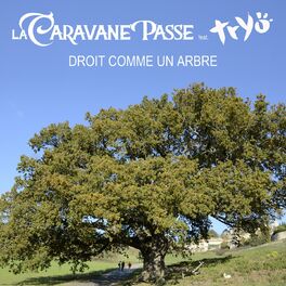 Album cover of Droit comme un arbre
