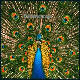 Album cover of Expecting To Fly