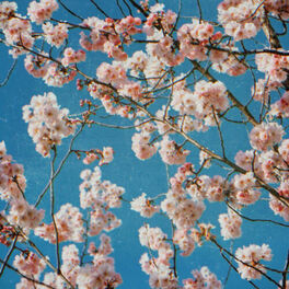 Album cover of cherry blossom origami