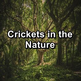 Album cover of Crickets in the Nature