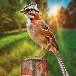 Album cover of O Canto do Tico Tico Selvagem na Natureza