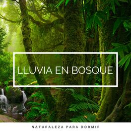 Album cover of 2022 Lluvia en el Bosque