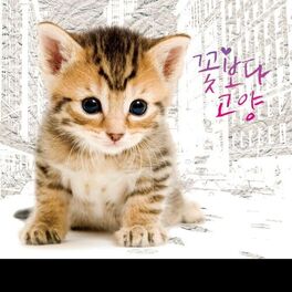 Album cover of 유기묘 돕기 프로젝트 앨범 ‘꽃보다 고양’