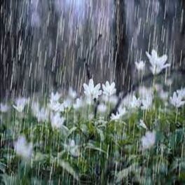 Album cover of Gentle Rain Showers and Angry Thunderstorms