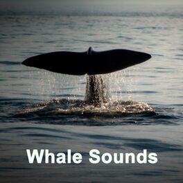 Album cover of Whale Sounds (90 Min. Environmental, Mindfulness Meditation, Sleep, Pure Ocean Whale Sounds)