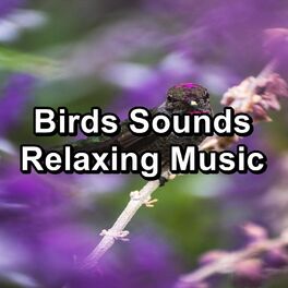 Album cover of Birds Sounds Relaxing Music