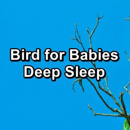 Album cover of Bird for Babies Deep Sleep