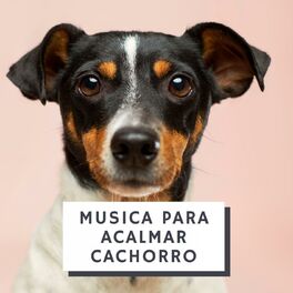 Album cover of Musica Para Acalmar Cachorro