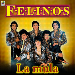 Los Felinos: música, canciones, letras | Escúchalas en Deezer