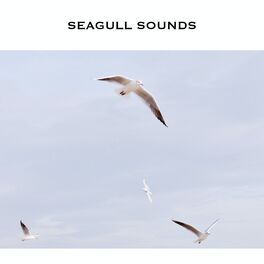 Album cover of Seagull Sounds (Seagull Noise)