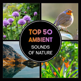 Album cover of Top 50 Ambient Sounds of Nature – Relaxing Songs for Yoga & Meditation, Sound Therapy, Soothing Music for Sleep