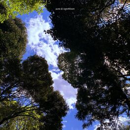 Album cover of Vera (feat. Superbloom)