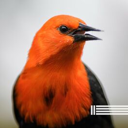 Album cover of Sons d'Oiseaux Chantant