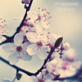 Album cover of Bloom