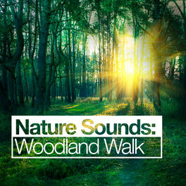Album cover of Nature Sounds: Woodland Walk