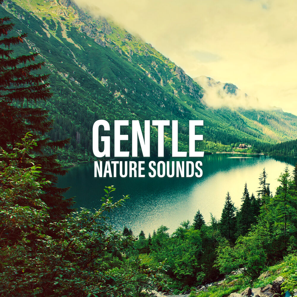 Follow sounds. Gentle nature.