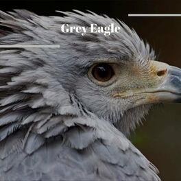 Album cover of Grey Eagle