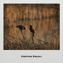 Album cover of Everything Birdcall