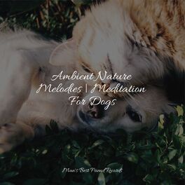 Album cover of Ambient Nature Melodies | Meditation For Dogs