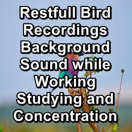 Album cover of Restfull Bird Recordings Background Sound while Working Studying and Concentration